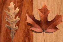 Brown Maple vs Oak Brown Maple vs. Oak - Which is right for you?